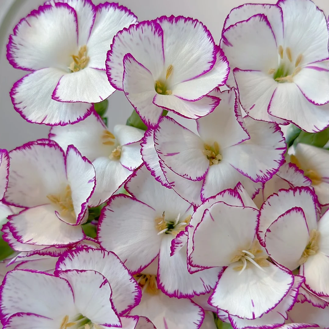 【香羿鲜花】娑罗密缇娜多头康乃馨8支/全场任意两单及以上包邮