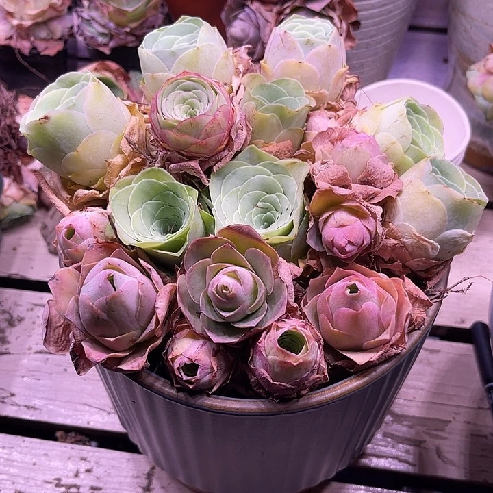 量拍酒杯系列16颗3cm左右脱土发