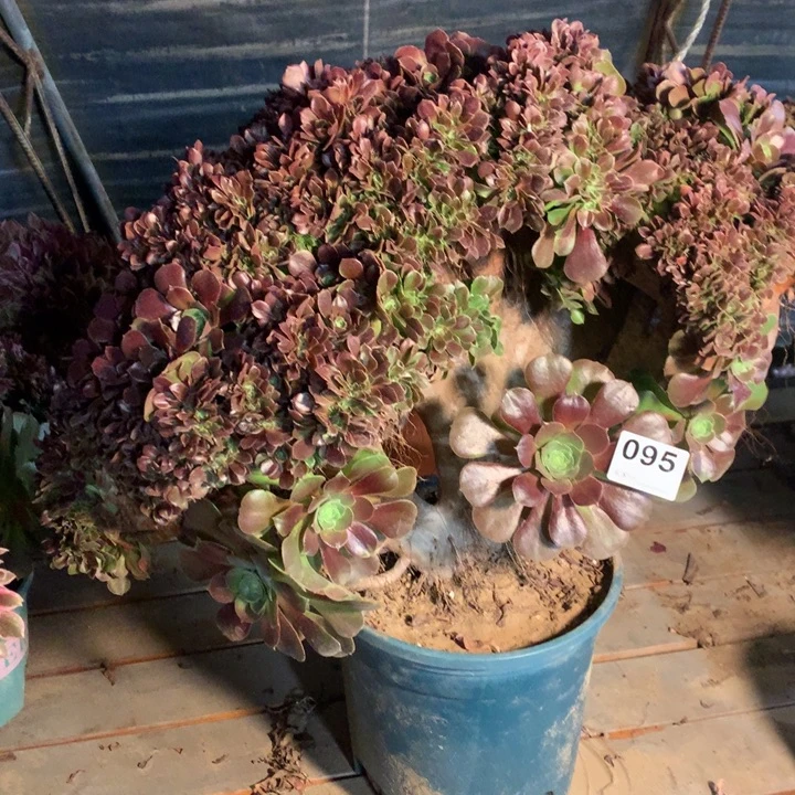 095玫瑰缀多肉法师准朵朵