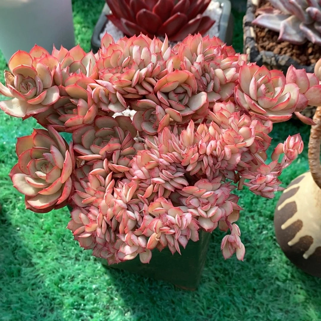 牡丹亭缀多肉植物盆栽