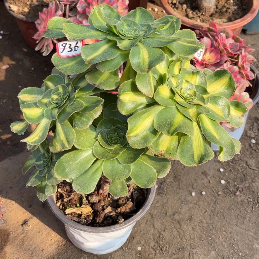 936多肉植物暴君群生砍过