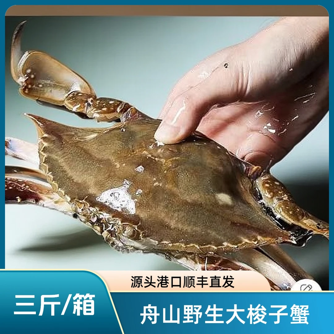 【巨无霸公蟹】舟山野生海捕梭子蟹三斤左右/箱 6-8两/只 【冻蟹】W
