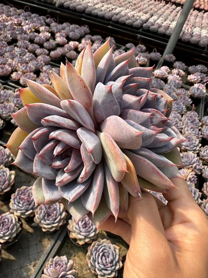 10#甄紫丹双头及双心多肉植物    前男友精品多肉