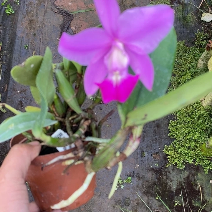 完全开放红走路人