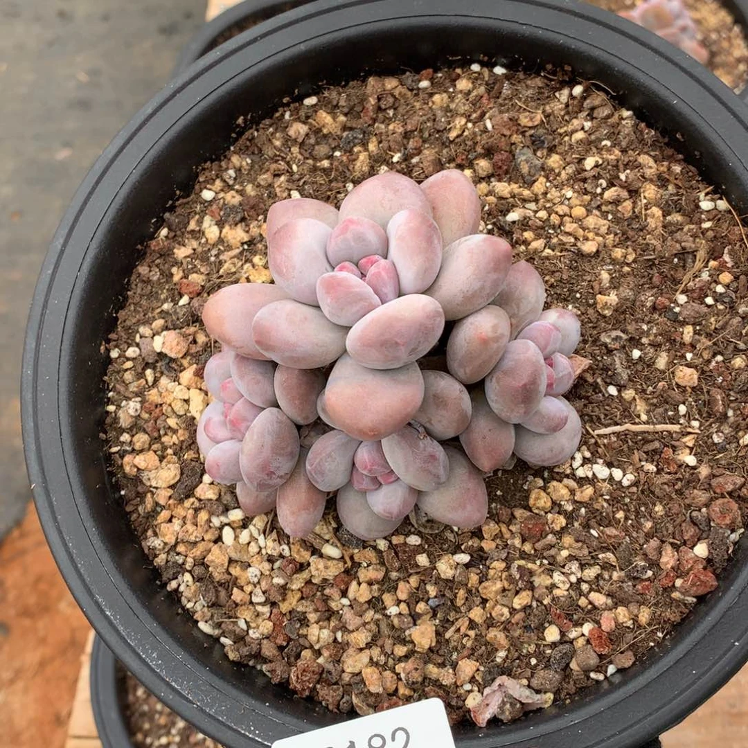 10厘米四头香水多肉3182