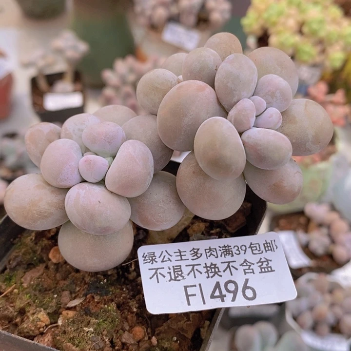 芭比奶洛7cm496多肉植物