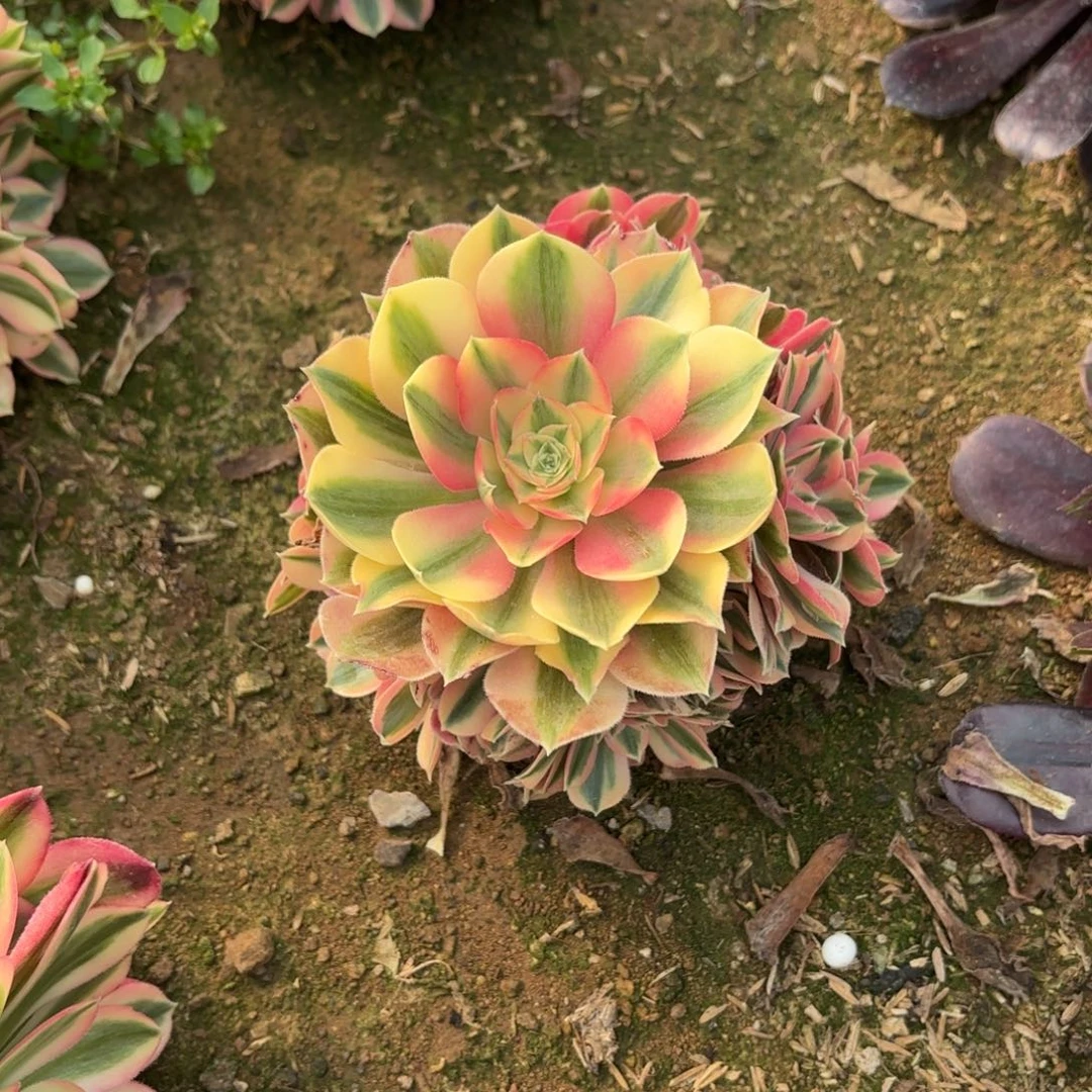 @**米594粉女巫多肉不包损