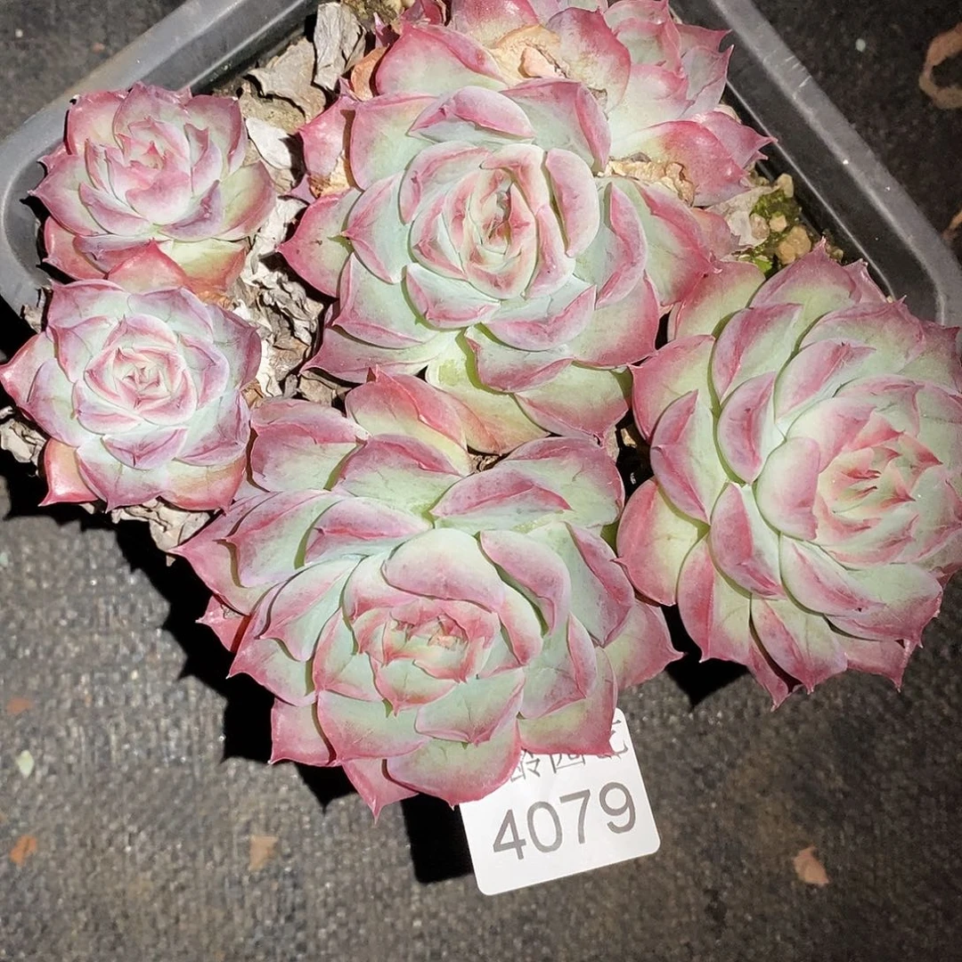 悟***行4079下播福利～14厘米