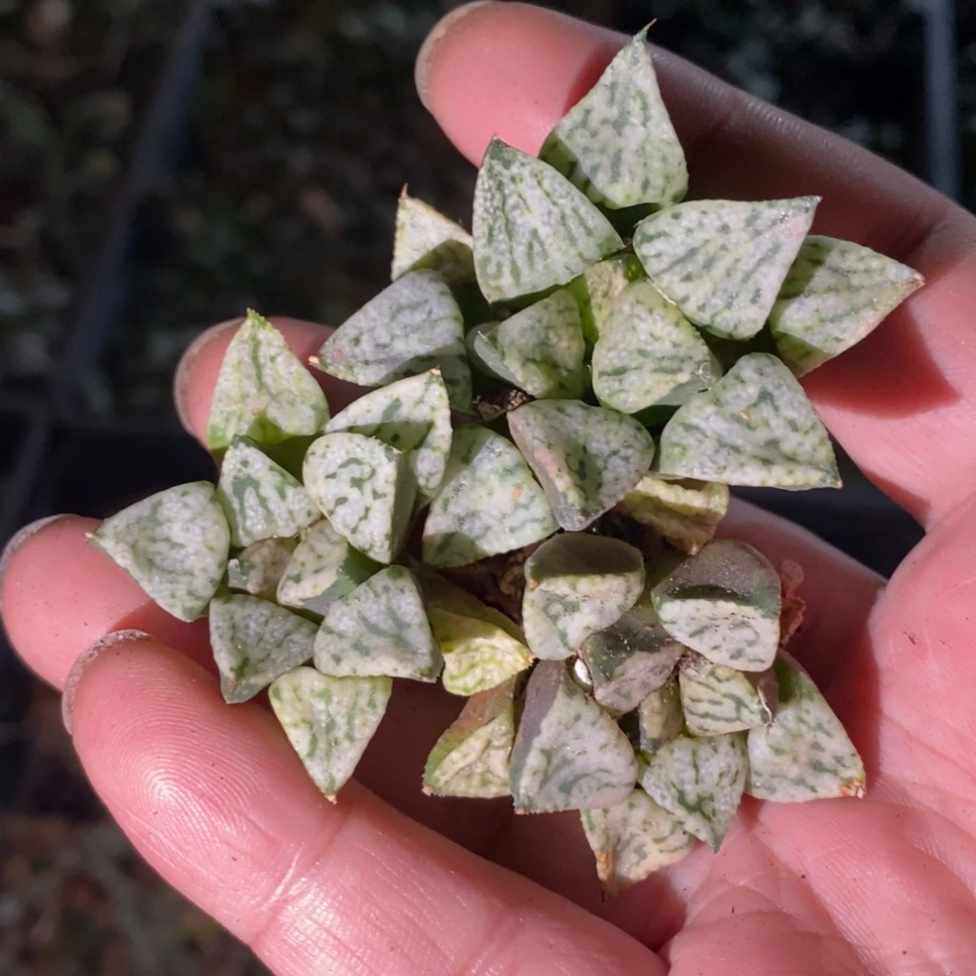 419 一颗潘多拉魔盒 新年整点福利