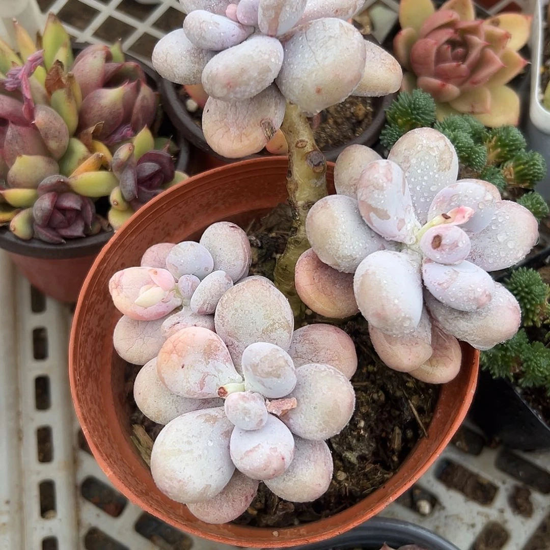 多肉植物文斯通群