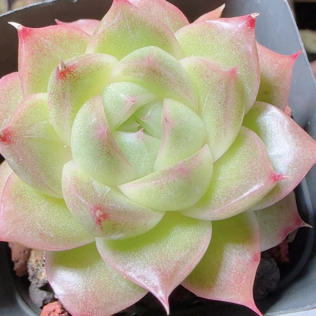 花语逸镜1117-35麦秆