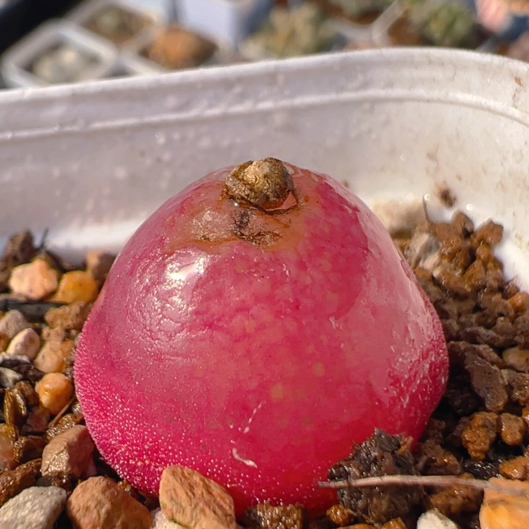 112多肉植物百科知识