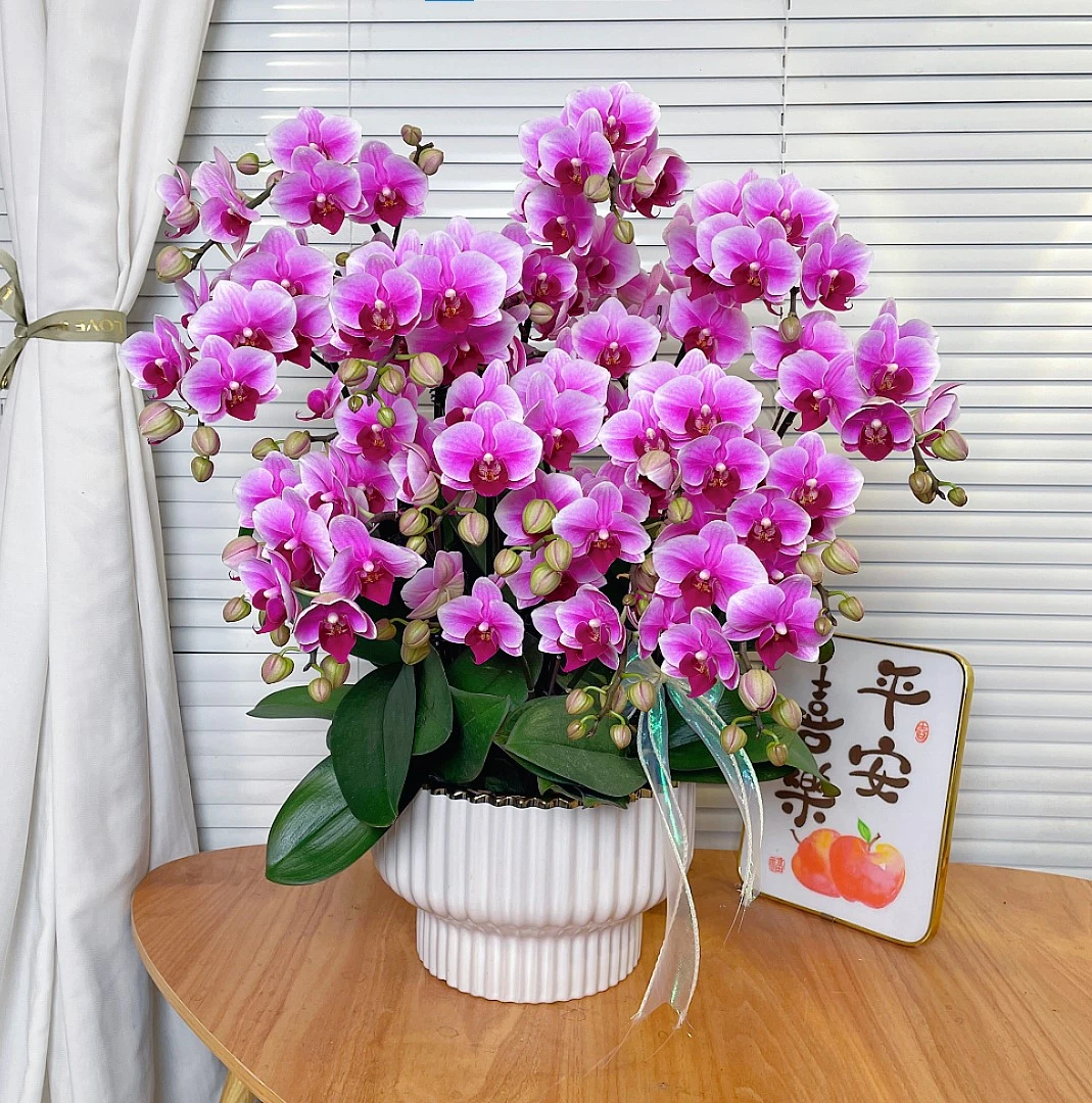 「粉公主-蝴蝶兰」QX鲜花 中式 禅意 轻奢 绿植 室内懒人观赏花卉