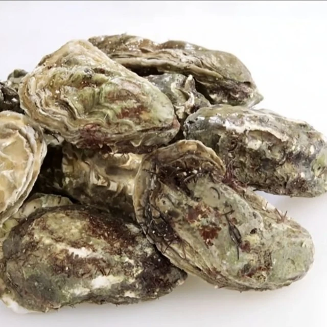 10个生蚝2+，单个二两以上解馋零食