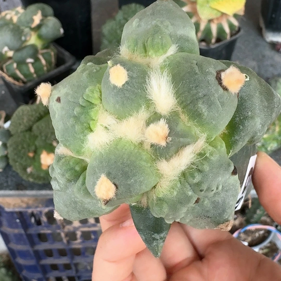 【闪购商品】无花朵云**轻大尤怒涛909