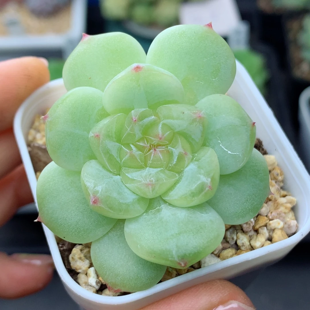58包邮  群生不包整29