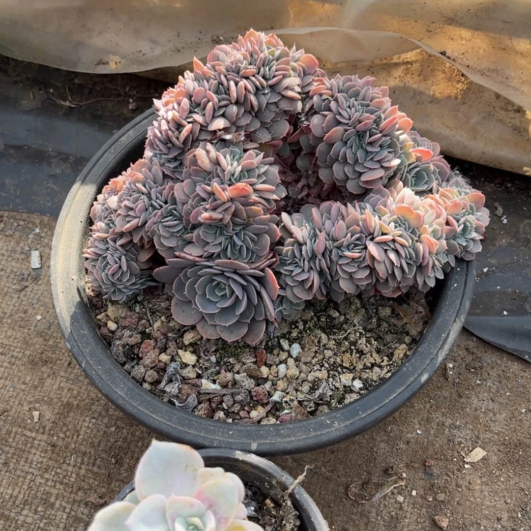 完全开放天赐缀化，官服18厘米