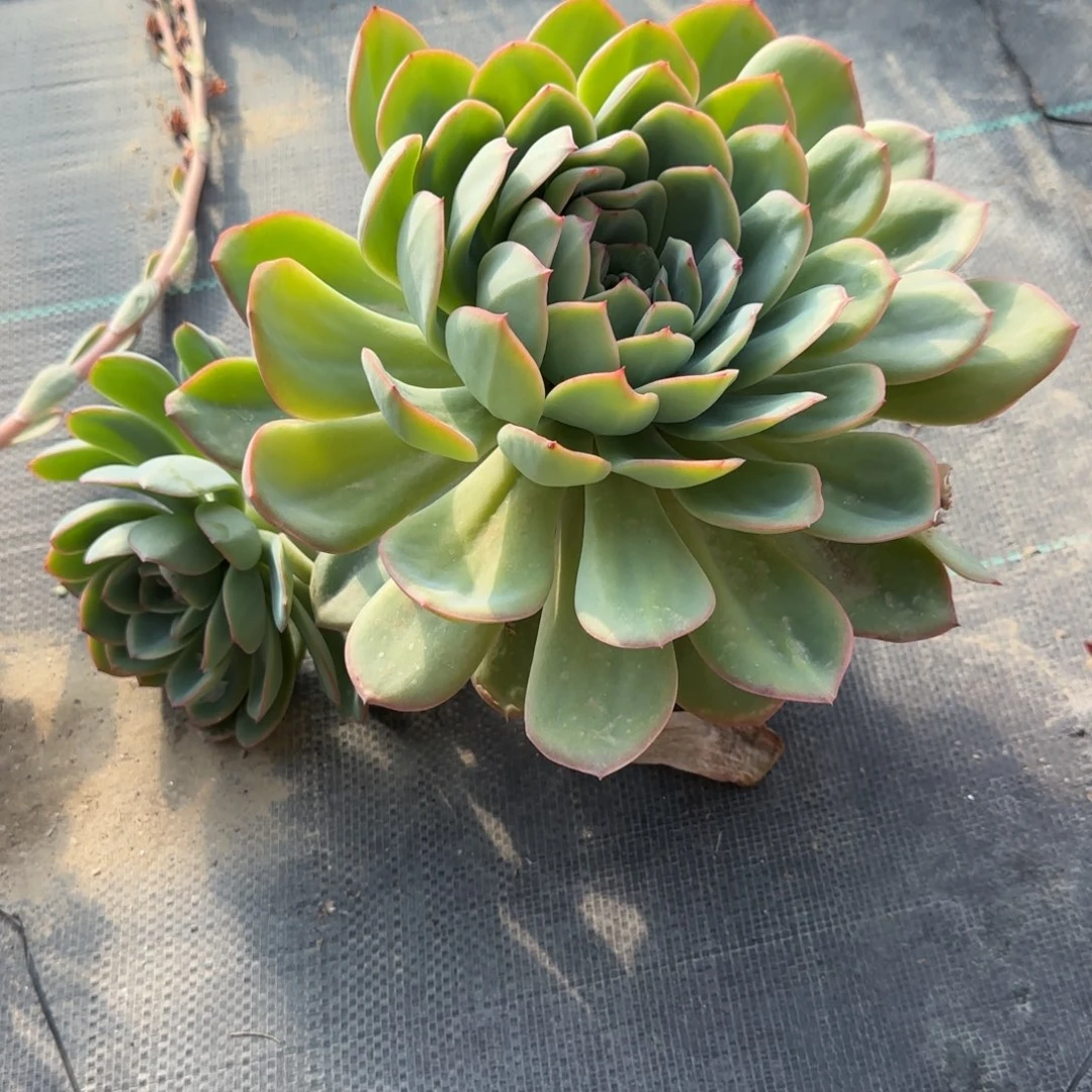 无花朵超大晨露双头