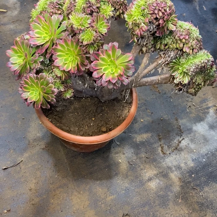 葵***花朝霞朵朵缀化发货