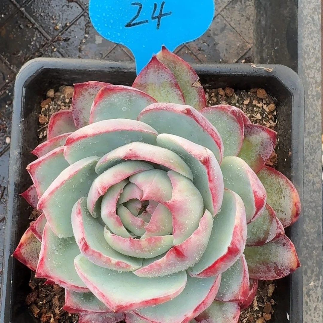 24惊鸿仙子满38包邮