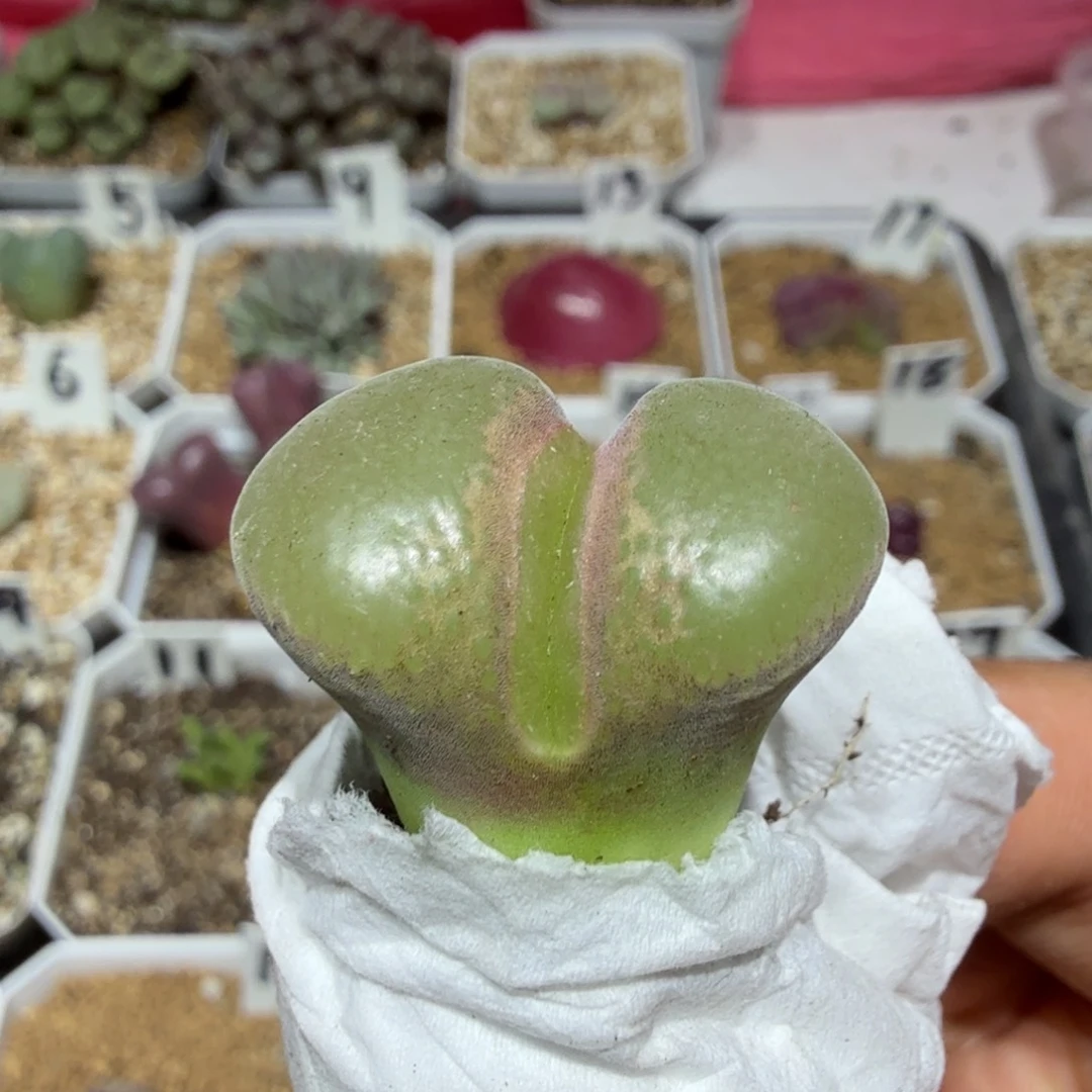 多肉植物多肉植物多肉植物