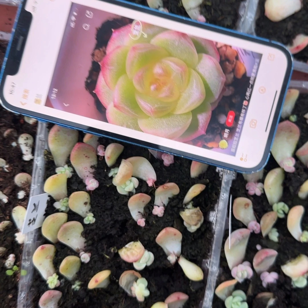 9个芝兰芝麻穴满25包邮