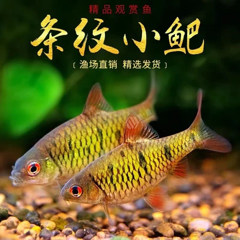 冷水鱼观赏鱼原生鱼生态条纹小鲃淡水小溪鱼二须鲃群游鱼耐活杂鱼