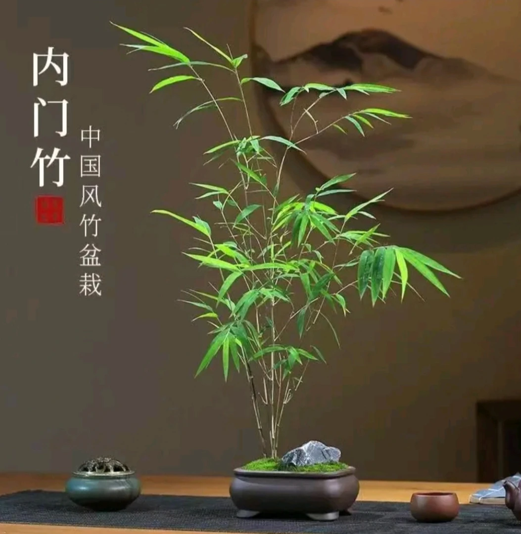 正宗台湾内门竹室内外盆景绿植客厅绿植盆栽高雅好养装饰家居
