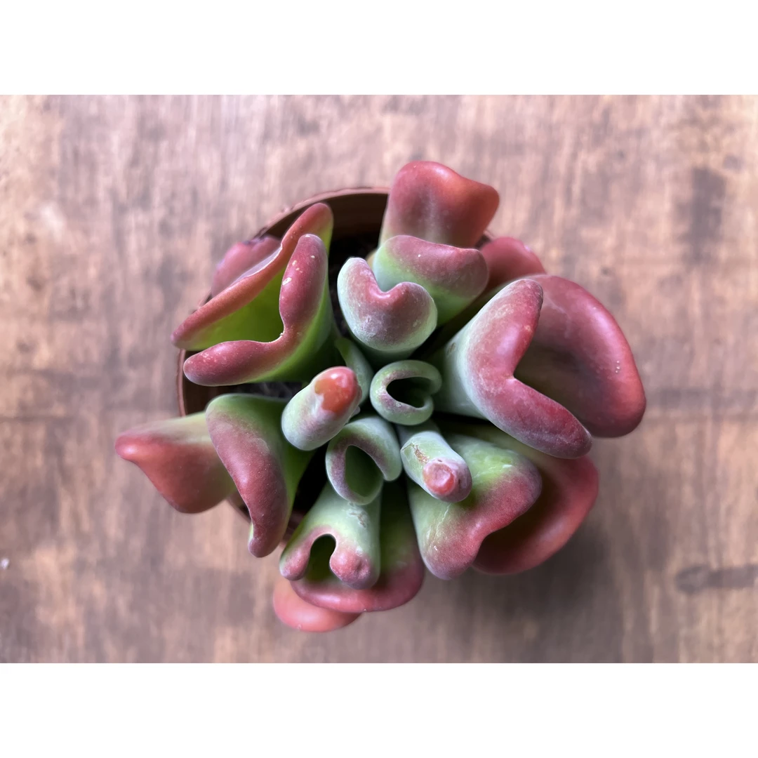 2王小二火狐狸  全店多肉任意拍满2单发货 拍满5单送一包吡虫啉