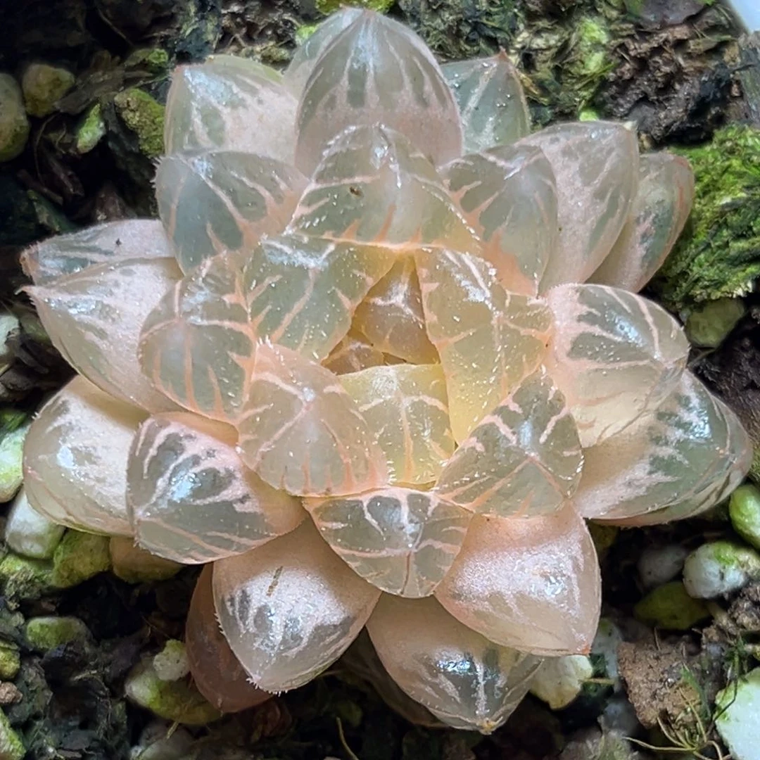 恭喜发财大吉大利594