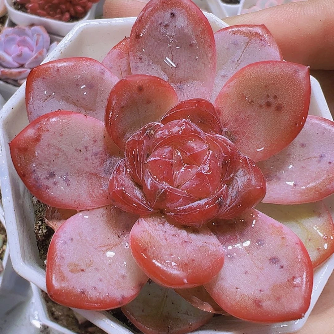 粉星星珍妮19包邮多肉植物