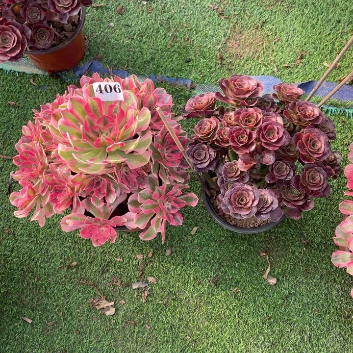 406号两颗法师组合
