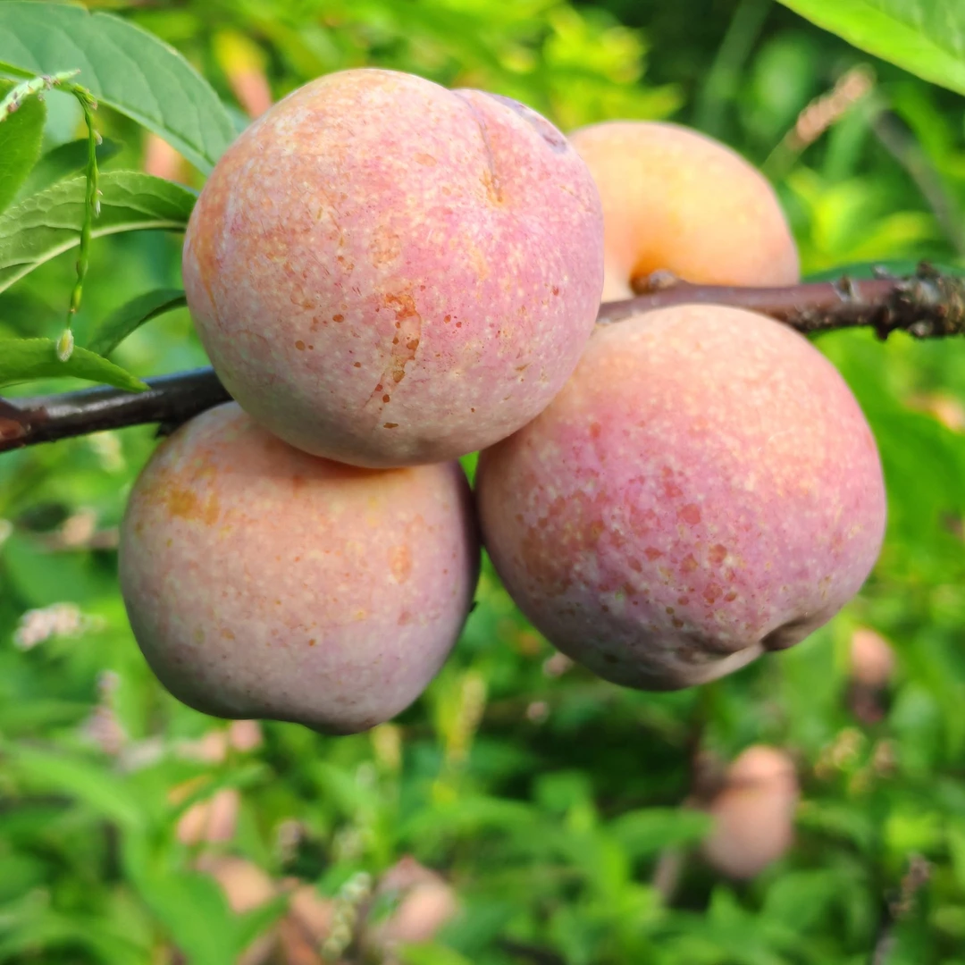 正宗广西融水新鲜银妃三华李酸甜脆口当季水果现摘现发顺丰包邮