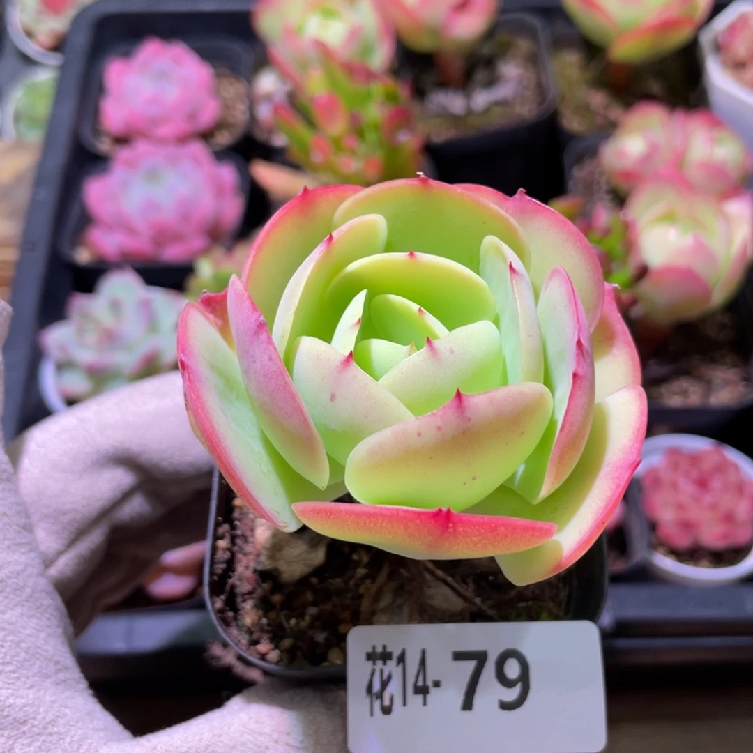 花利美14-79桃花石