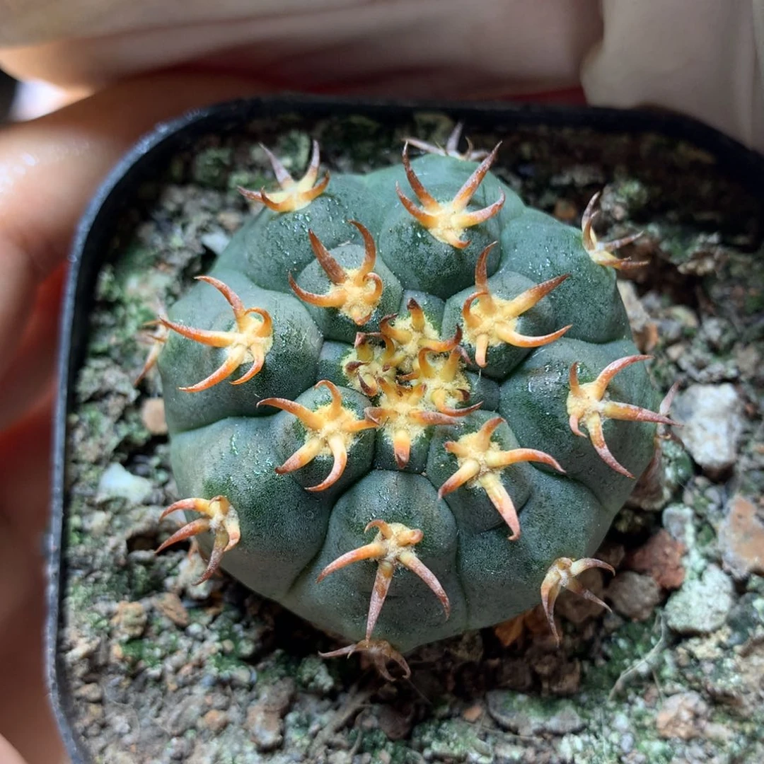 实生 猫爪4公分起发