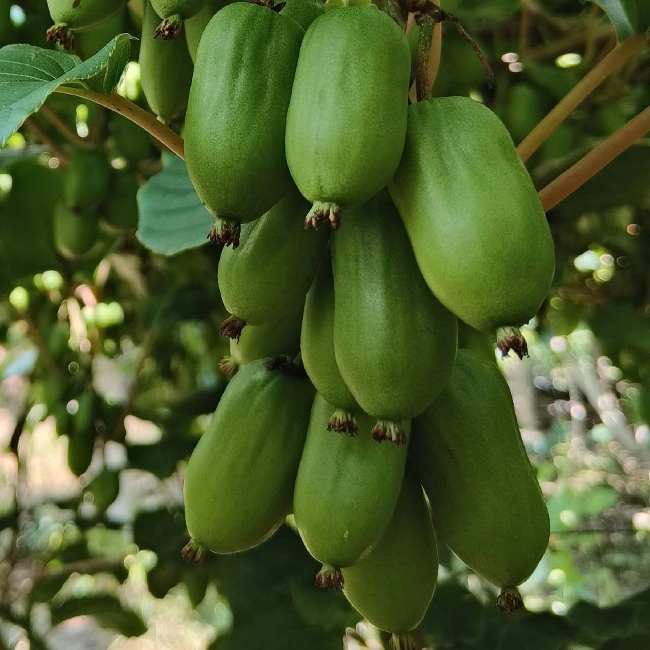 丹东软枣猕猴桃香甜奇异莓新鲜水果软枣子