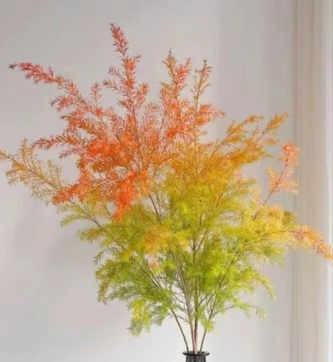 达人专属~千层金  室内观赏性花材  可做干花  花期长