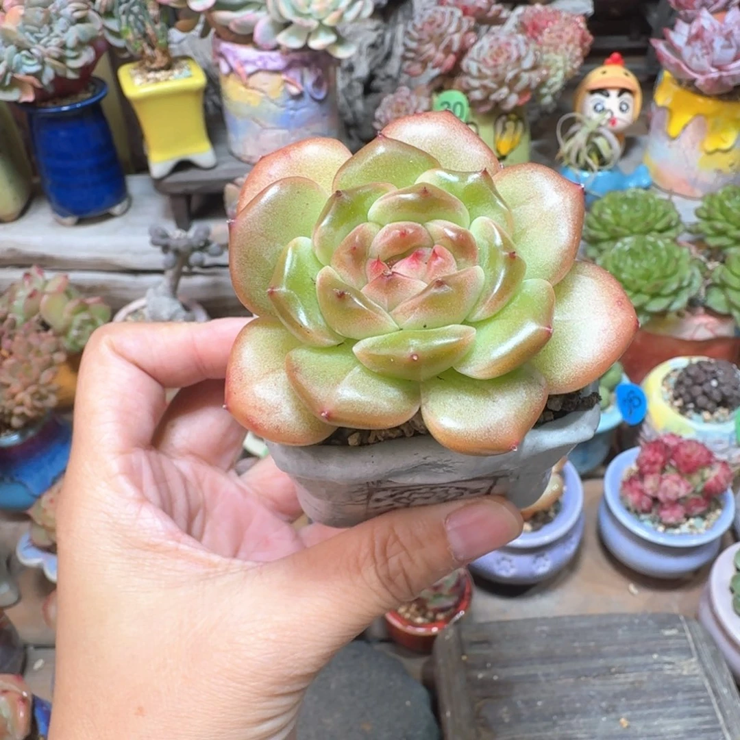 珍妮优选 多肉含盆土 一物一拍