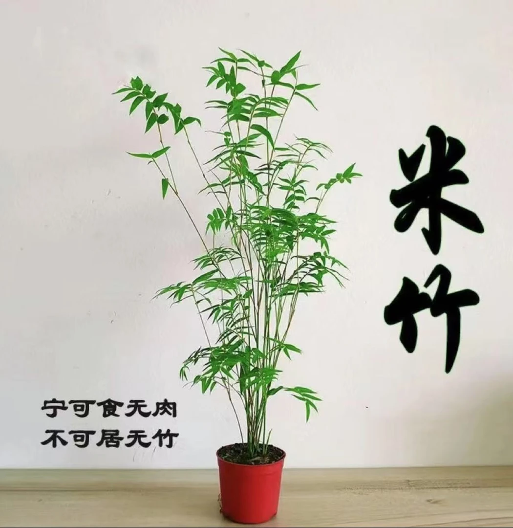 米竹观音竹客厅阳台桌面盆栽水培植物好养易活驱蚊净化空气