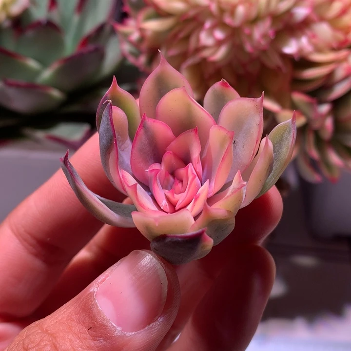 暗冰锦腹轮锦锦锦