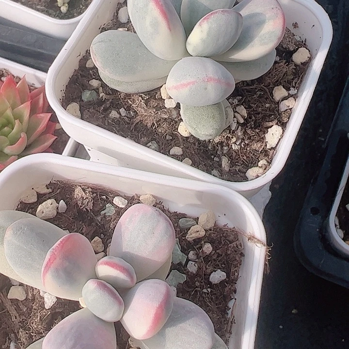 M****婷多肉植物多肉植物