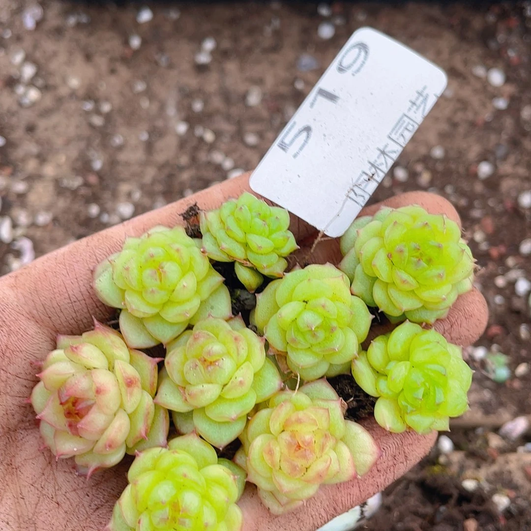 多肉植物多肉植物519