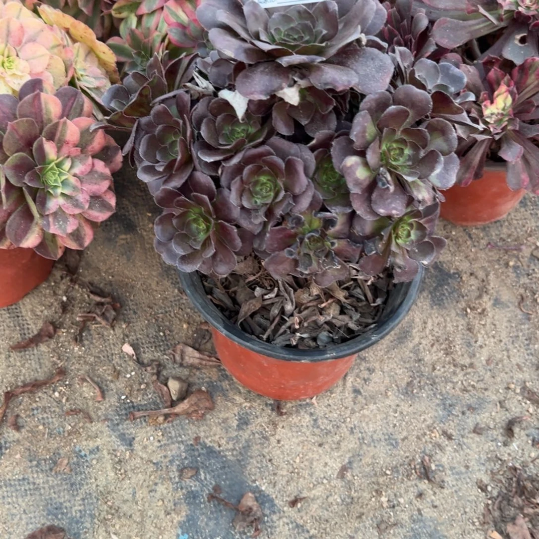 254黑豆多肉植物法师多肉