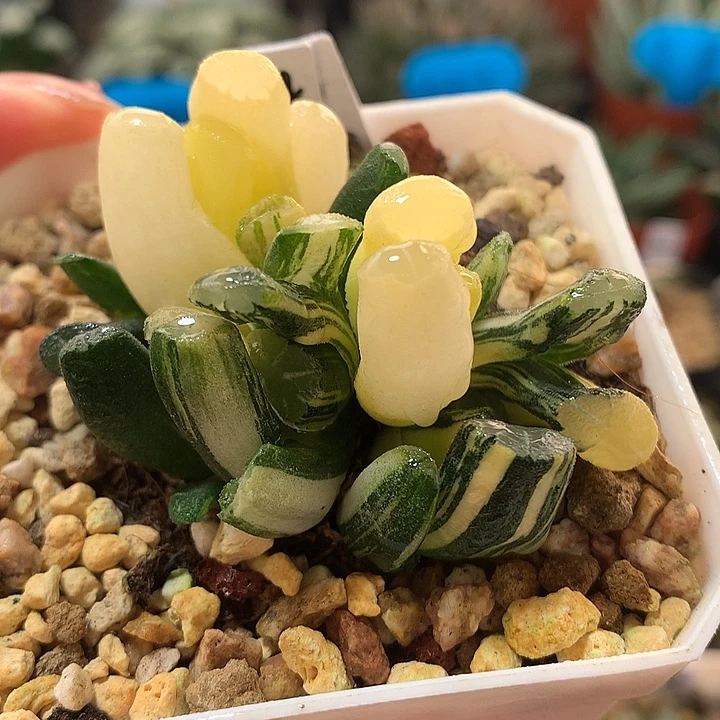 14号群生白妙万象锦