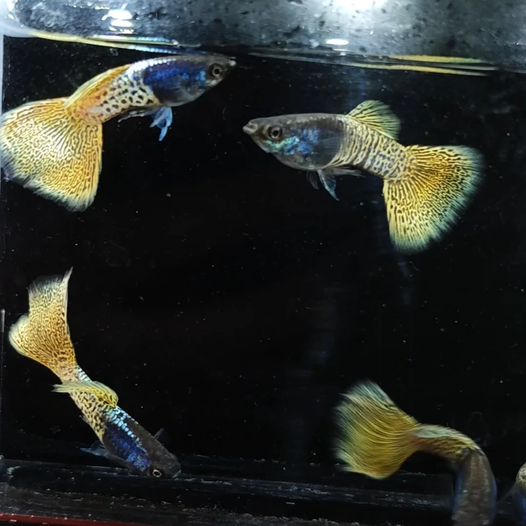 金属黄蕾丝亚成孔雀鱼两对