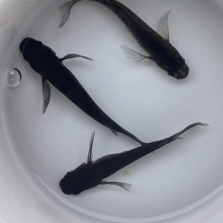 青鳉鱼长鳍大蛇46号