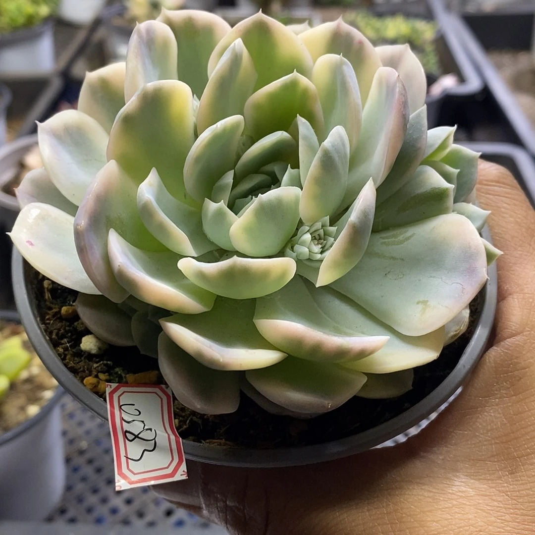 0583墨西哥雪球锦多肉