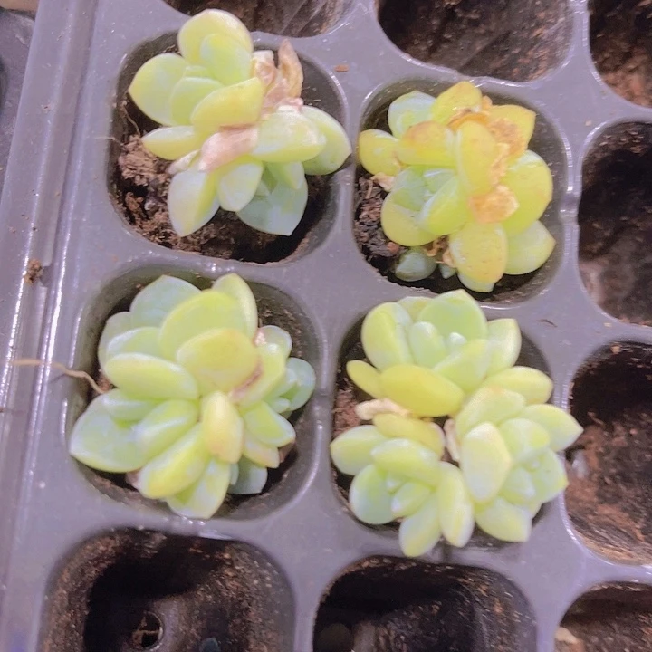 精品一单四颗冰玉群多肉