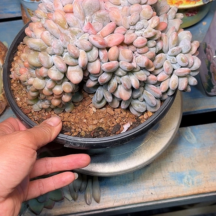 多肉植物一物一拍