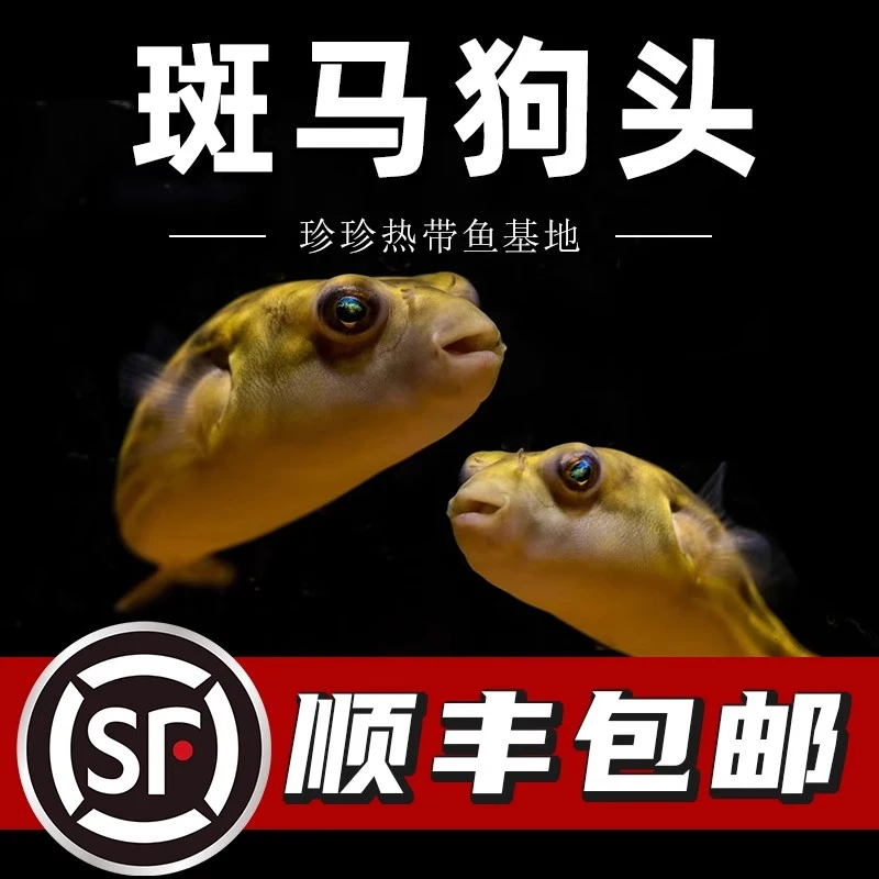 斑马狗头河豚鱼斑狗头鱼苗小型热带鱼观赏鱼淡水河豚活体潜水艇鱼